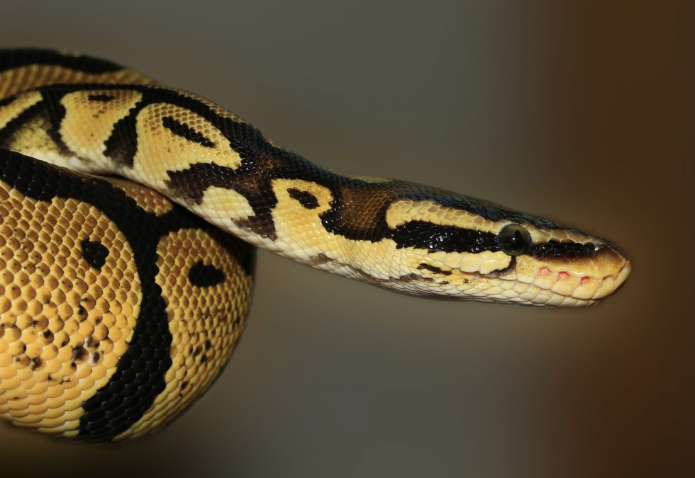 Python Regius - S-reptiles : Le site pour les passionnés de reptiles