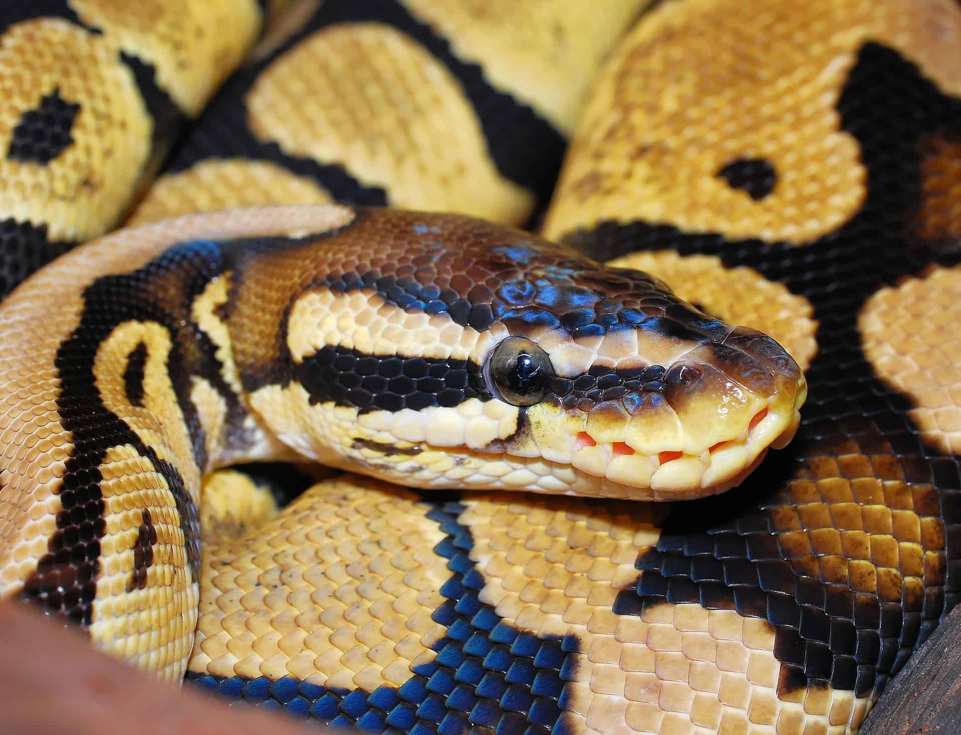photo python royal