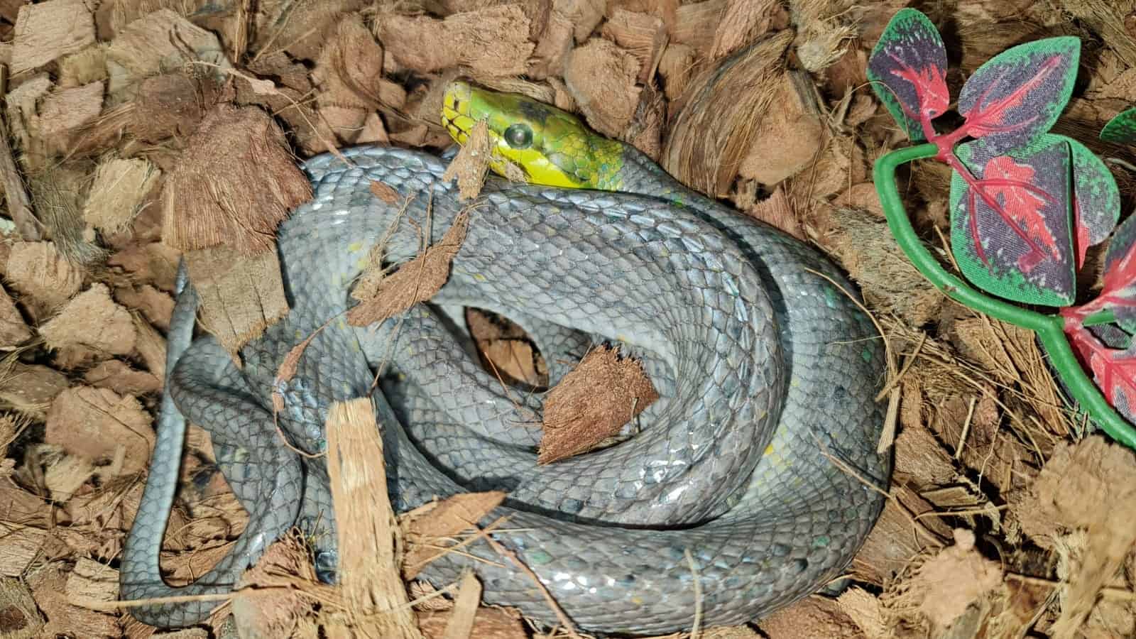 red tailed green rat snake