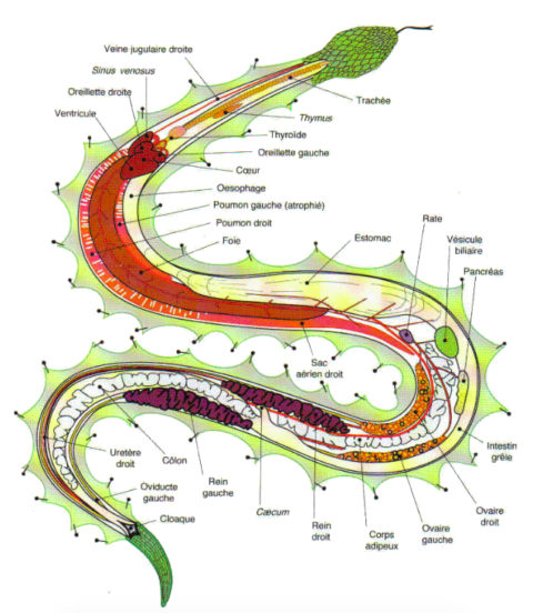 Anatomie S Reptiles Le Site Pour Les Passionn S De Reptiles