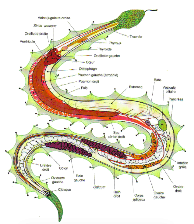 serpent anatomie